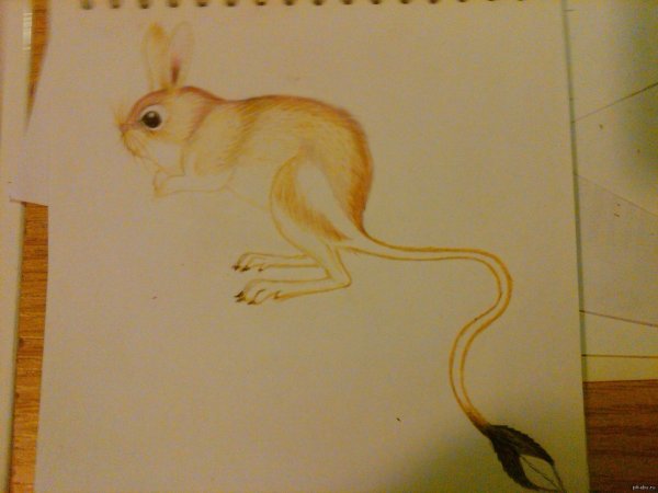 Нарисовать тушканчика