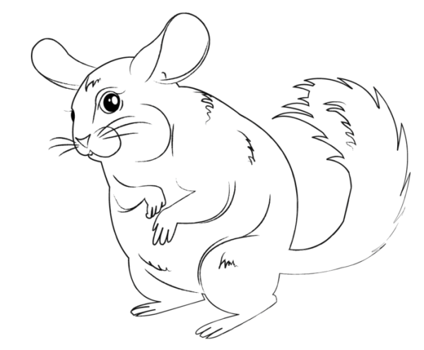 Раскраска шиншилла