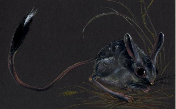 Тушканчик мифология