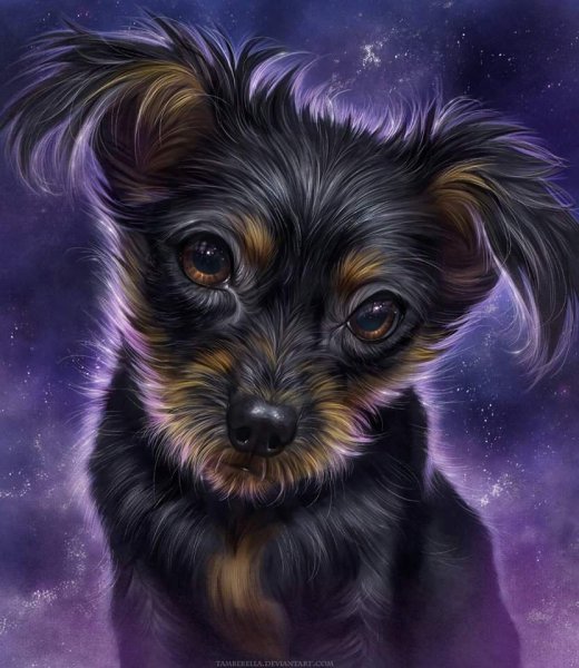 Милые собачки