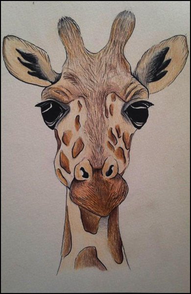 Головы животных карандашом
