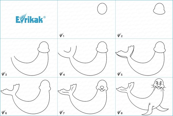 Тюлень рисунок поэтапно