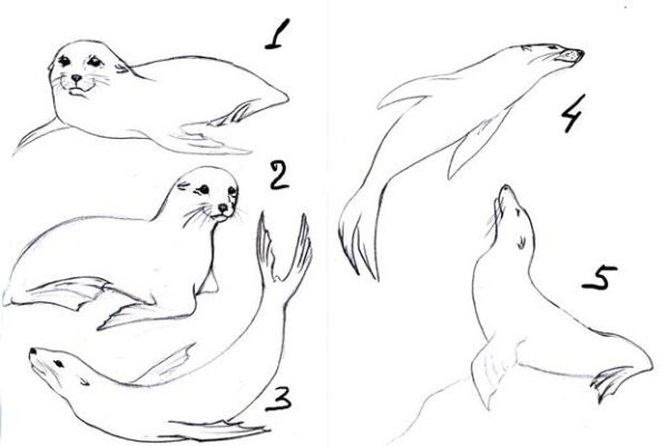 Поэтапное рисование моржа