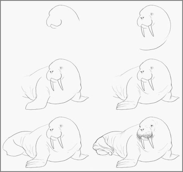 Как нарисовать моржа