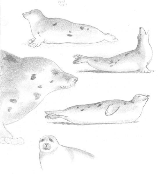 Нерпа эскиз