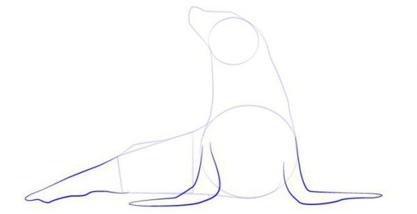 Научиться рисовать тюленя