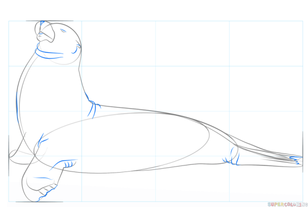 Тюлень поэтапное рисование