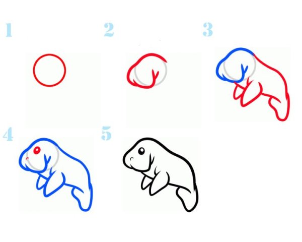 Морской котик поэтапное рисование