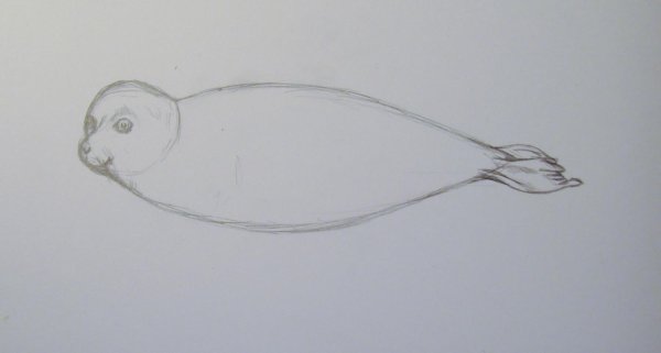 Тюлень поэтапное рисование