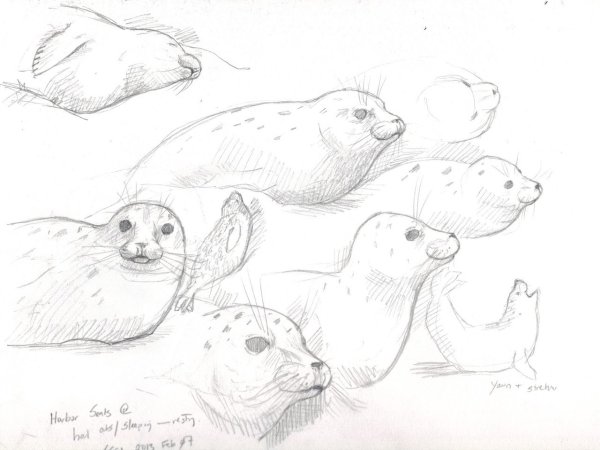 Нерпа карандашом