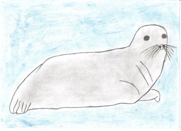 Серый тюлень рисунок