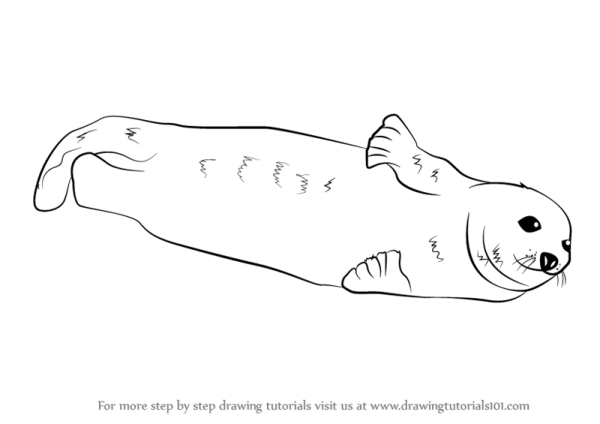 Тюлень эскиз
