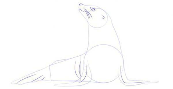 Тюлень рисунок карандашом