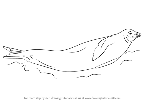 Тюлень Уэдделла рисунок