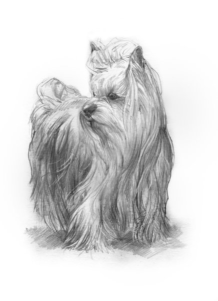 Йоркширский терьер