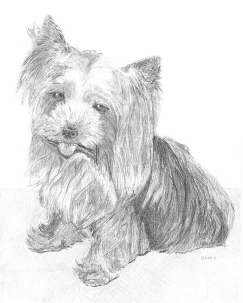 Поэтапное рисование йоркширского терьера