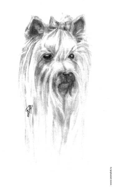 Йоркширский терьер карандашом