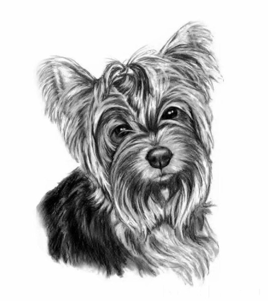 Йоркширский терьер Блэк