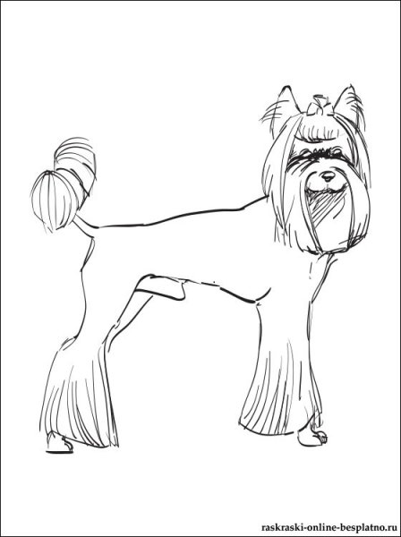 Раскраска Йоркширский терьер