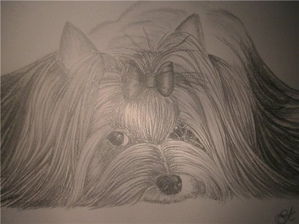 Как нарисовать собаку с длинной шерстью