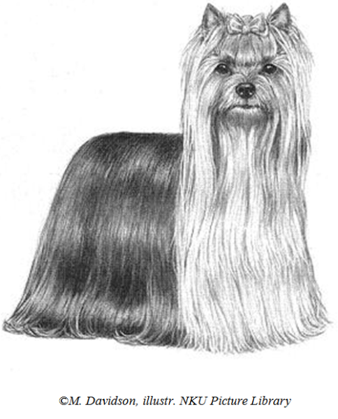 Йоркширский терьер стандарт породы FCI