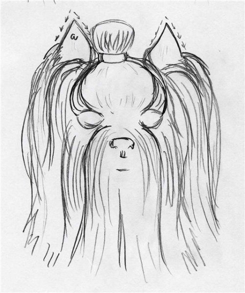 Анатомия йоркширского терьера для рисование