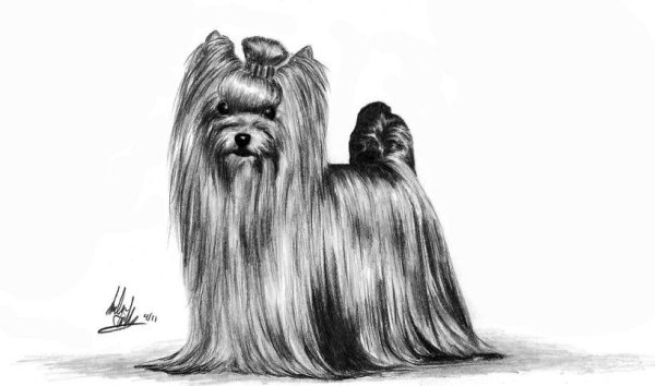 Йоркширский терьер рисовать