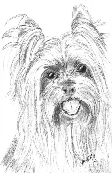 Йоркширский терьер скетч