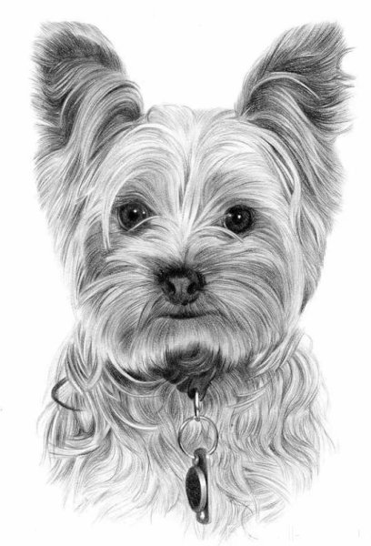 Йоркширский терьер