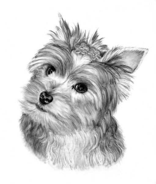 Йорк карандашом