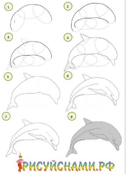 Поэтапное рисование дельфина