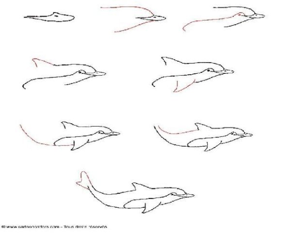 Туториал по рисованию дельфина