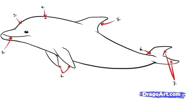 Чертеж с размерами дельфина