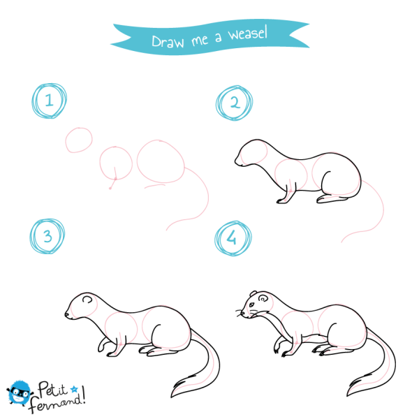 Хорек рисунок поэтапно