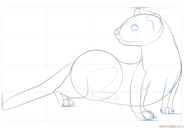 Нарисовать хорька