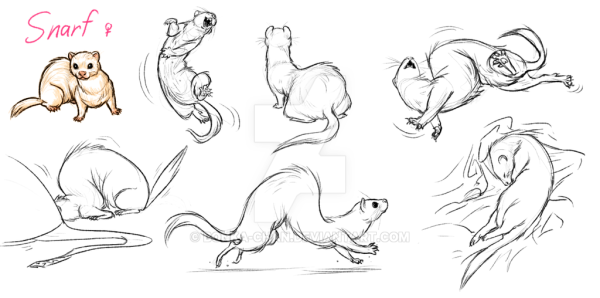 Хорек эскиз