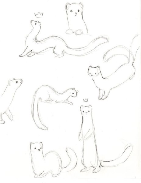 Хорек референс