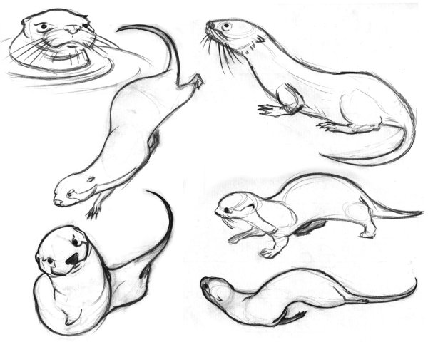 Выдра карандашом