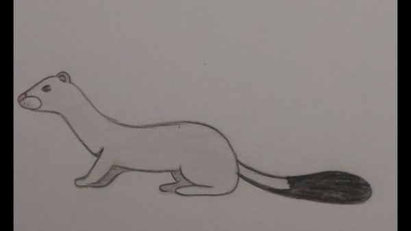 Легко нарисовать куницу