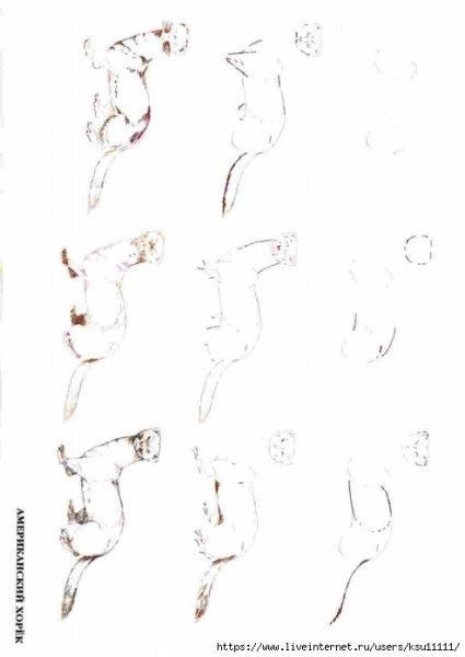 Рисование хорька поэтапно