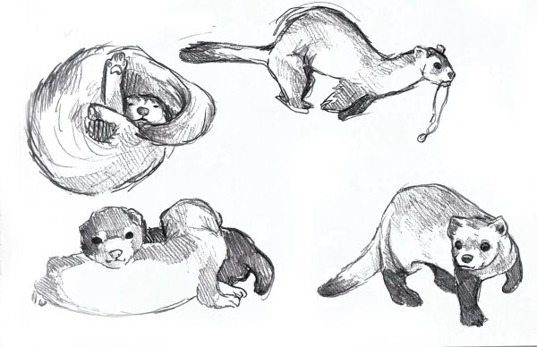 Хорек анатомия для рисования