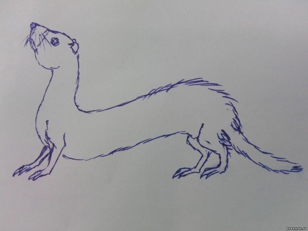 Хорек рисунок карандашом