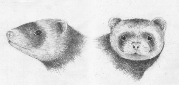 Хорек раскраска