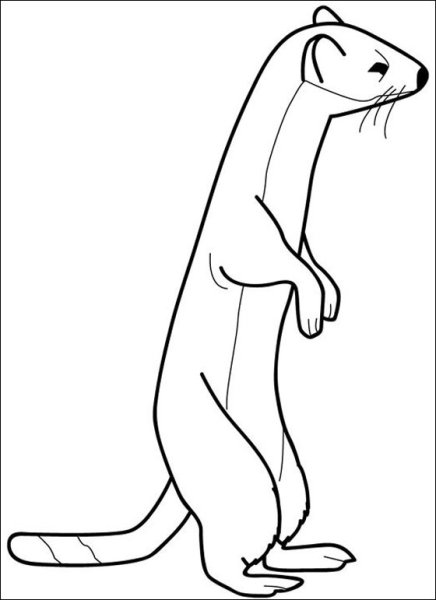 Раскраска хорь