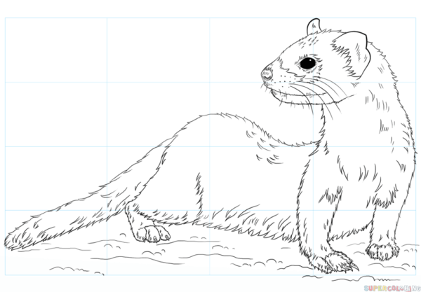 Хорек раскраска для детей