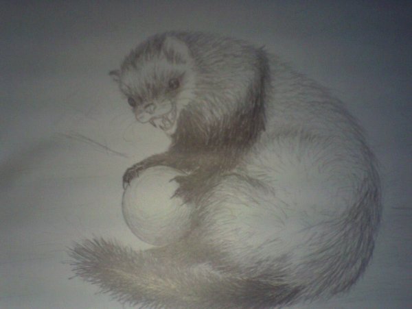 Куница раскраска