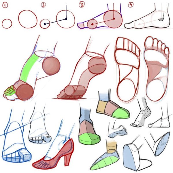 Анатомия ступни для рисования