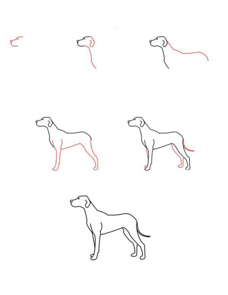 Этапы рисования собаки