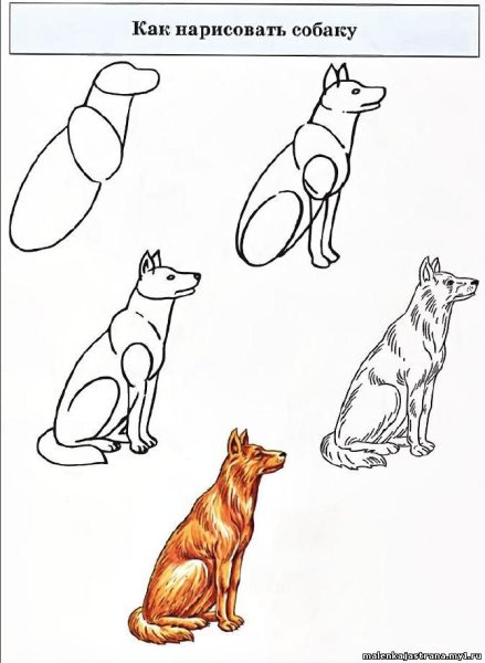 Этапы рисования собаки