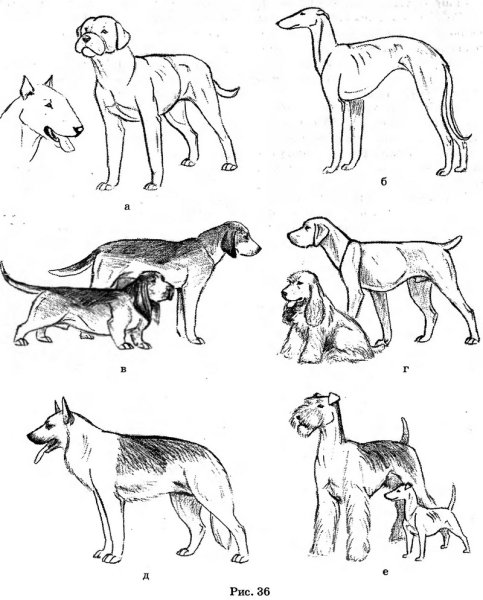 Зарисовки собак в движении